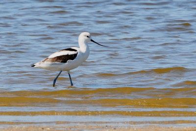 Avocet_American HS4_4115.jpg