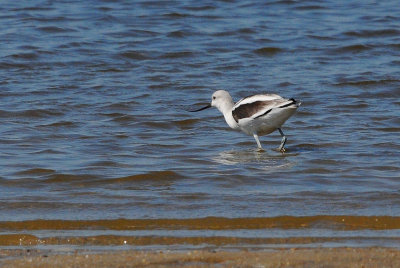 Avocet_American HS4_4120.jpg