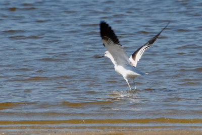 Avocet_American HS4_4121.jpg