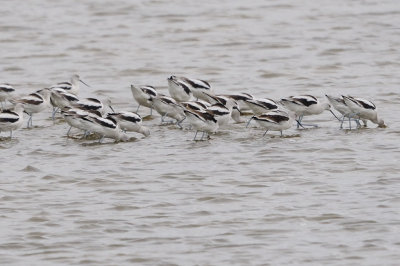 Avocet_American HS6_5833.jpg