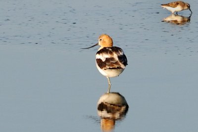 Avocet_American HS8_3638.jpg