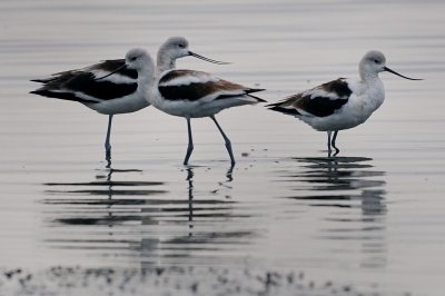 Avocet_American HS8_5518.jpg