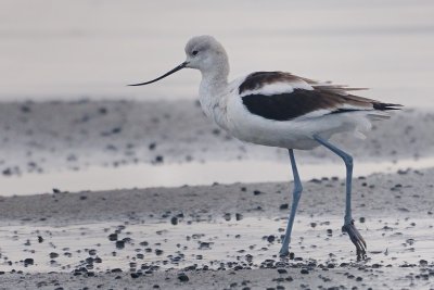 Avocet_American HS8_5536.jpg