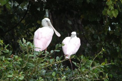 Spoonbill_ Roseate W7171.jpg