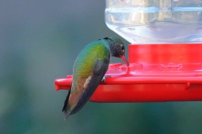 Hummingbird_Buff-bellied