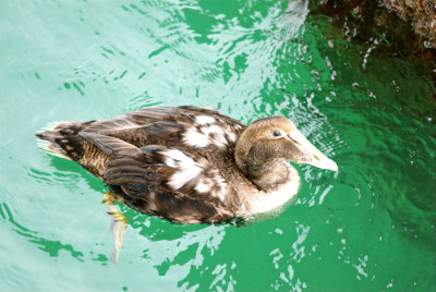 Eider_Common HS1_5866.jpg