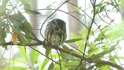 Screech- Owl_Eastern  W3085.jpg