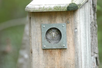 Screech-Owl_Eastern   W3094.jpg