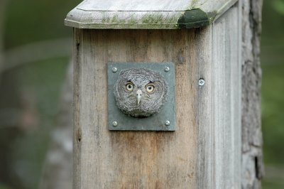 Screech-Owl_Eastern   W3097.jpg