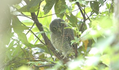 Screech-Owl_Eastern  W3077.jpg