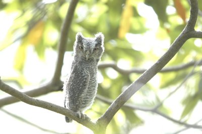 Screech-Owl_Eastern  W3186.jpg