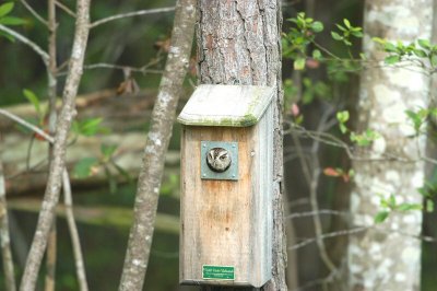 Screech-Owl_Eastern 2314W.jpg