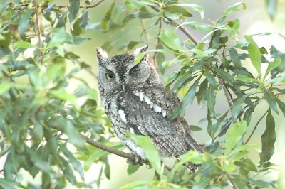 Screech-Owl_Eastern 2416W.jpg