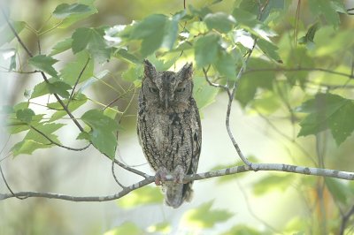 Screech-Owl_Eastern W2815.jpg