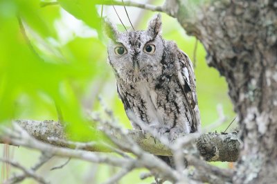 Screech-Owl_Eastern H10_2382.jpg