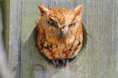 Screech-Owl_Eastern H10_2605.jpg