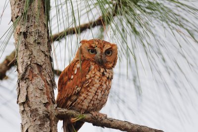 Screech-Owl_Eastern H10_3135.jpg