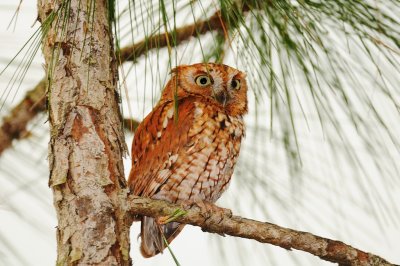 Screech-Owl_Eastern H10_3138.jpg