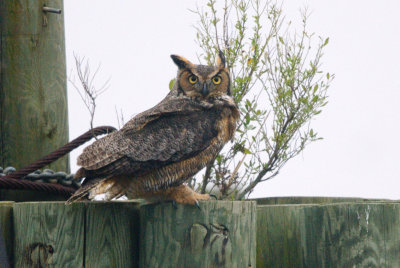 Owl_Great Horned HS1_7245.jpg