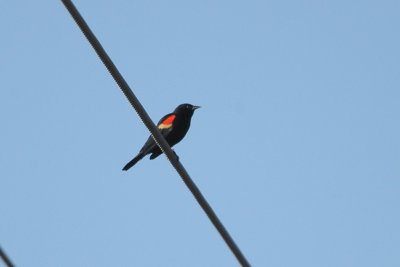 Blackbird_Red-winged 7117.jpg