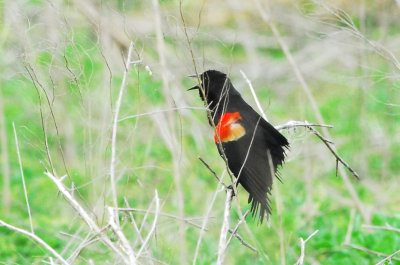 Blackbird_Red-winged HS1_0467D.jpg