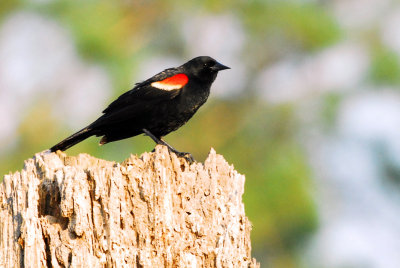 Blackbird_Red-winged HS1_1689.jpg