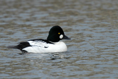 Goldeneye_Common