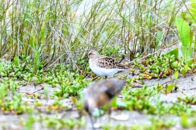 Stint_Little H10_8877.jpg