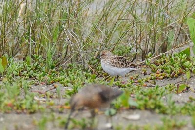 Stint_Little H10_8879.jpg