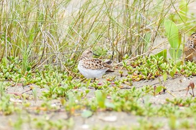 Stint_Little H10_8884.jpg