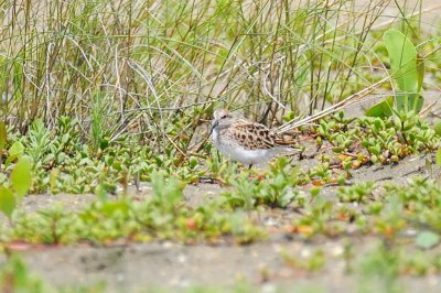 Stint_Little H10_8955.jpg