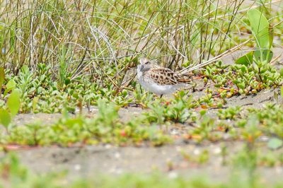 Stint_Little H10_8958.jpg