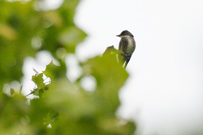 Flycatcher_Olive-sided H10_9451.jpg