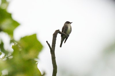 Flycatcher_Olive-sided H10_9457.jpg