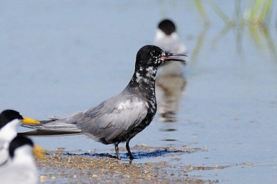 Tern_Black H10_3439.jpg