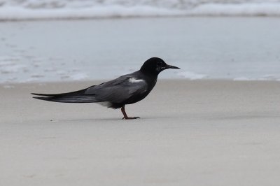 Tern_Black H10_3901.jpg