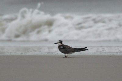 Tern_Black W7060.jpg