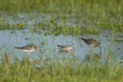 Phalarope_Wilson's  Yellowlegs_Greater 5550A.jpg