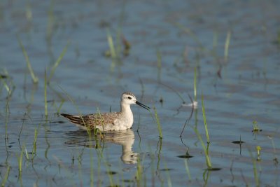 Phalarope_Wilson's 5535A.jpg