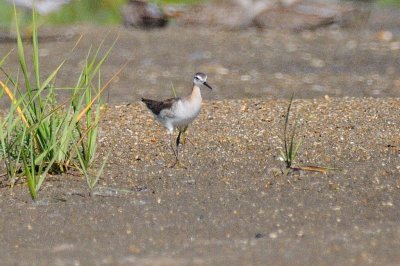 Phalarope_Wilson's H10_3279.jpg