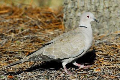Dove_Eurasian Collared
