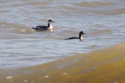 Grebe_Eared H11_0959.jpg