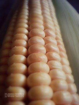 corn (Makkai)