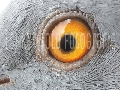 Dove eye