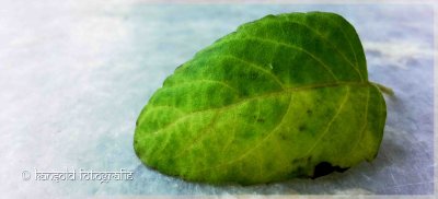 Kansold Tulsi pan