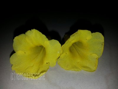 Kansold do phool
