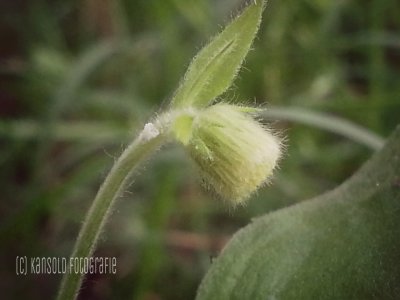 flower-bud
