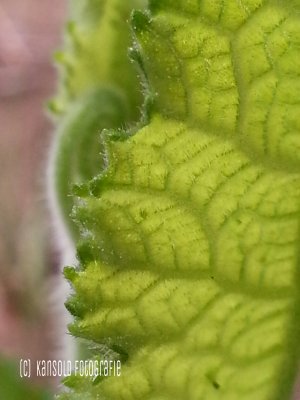 g9/43/897743/3/157638546.V1e4ccDF.jpg