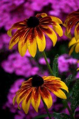 IMG_7698.jpg