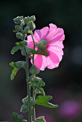 IMG_7755.jpg